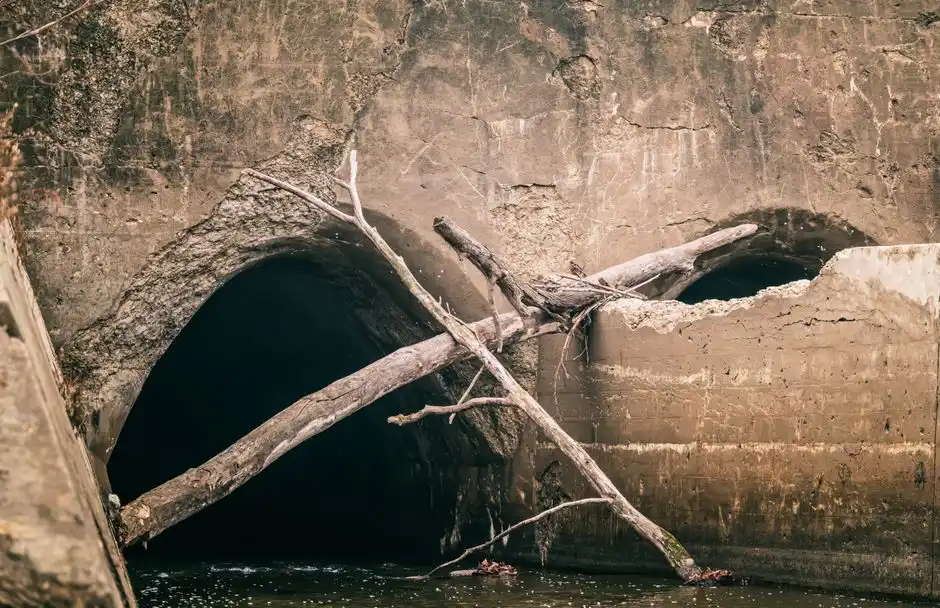 How tree roots get into sewer lines in older Troy neighborhoods